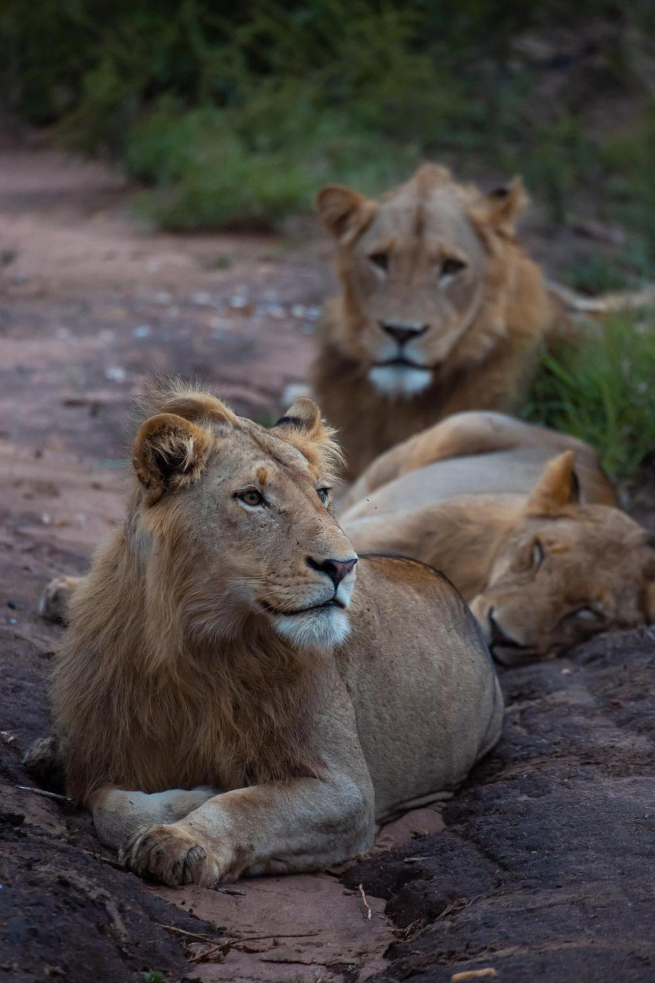 Senalala Safari Lodge Klaserie Private Nature Reserve Exteriör bild