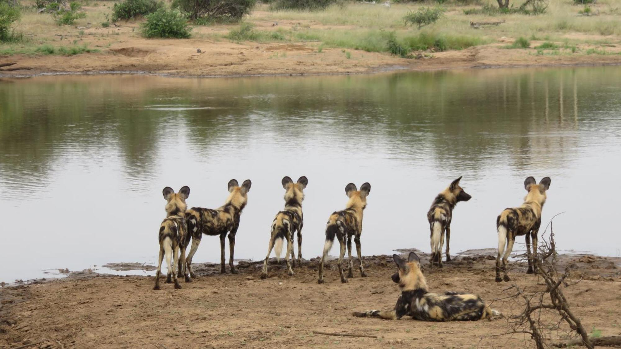 Senalala Safari Lodge Klaserie Private Nature Reserve Exteriör bild