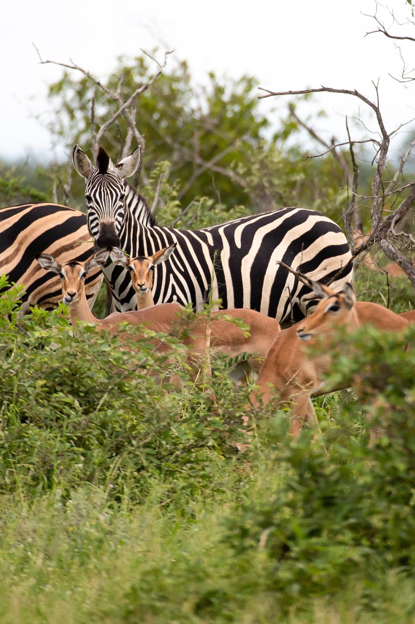 Senalala Safari Lodge Klaserie Private Nature Reserve Exteriör bild
