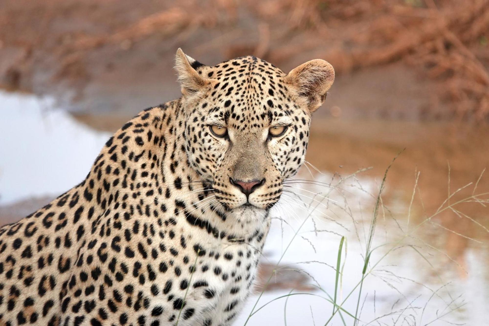 Senalala Safari Lodge Klaserie Private Nature Reserve Exteriör bild